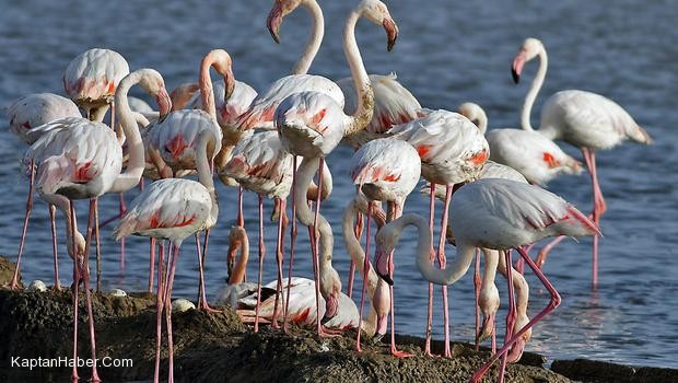 Flamingo Adası'nda, son 2 yılda tam 14 bin flamingo yavrusu