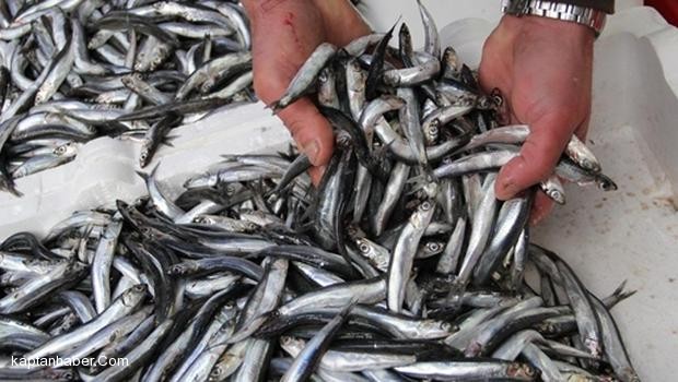 Hamsiler Rusya&#039;ya kaçtı, fiyatlar iki katına çıktı