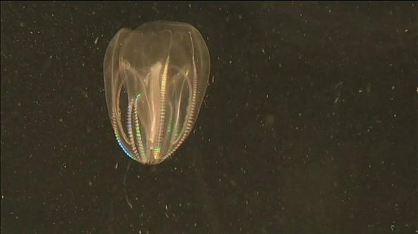 Deniz Uzaylısı Ölümsüzlük İksiri mi Olacak?