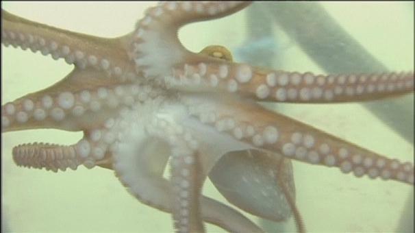 Ahtapot Kollarının Sırrı Çözüldü