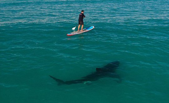 Köpek Balığıyla Ölümüne Test