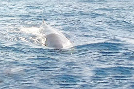 Denizaltı Zannetti, Balina Çıktı!...
