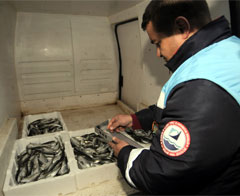 Çanakkale&#039;de Balıklara El Konuldu