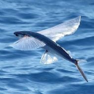 Bu Habere Şaşkınlıkla Bakacaksınız