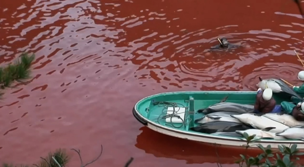 Sanatçılar Esir Yunuslara Sahip Çıktı