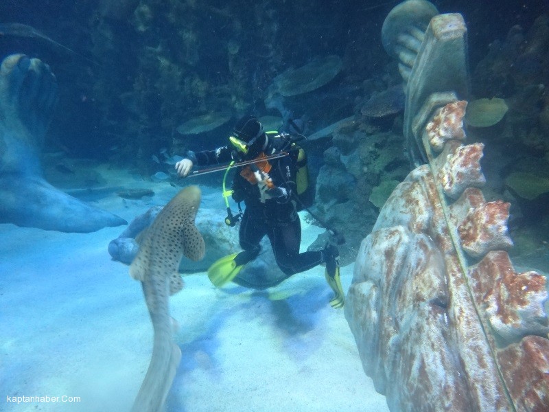 Köpekbalığına Kemanlı Adaptasyon