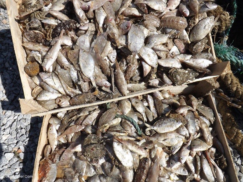 Yasa dışı trol avcılığı denizlerdeki ekolojik sistemi felç ediyor