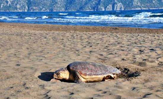Carettalar için hastane kurulacak