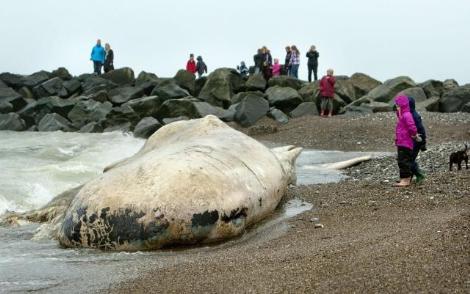 İspermeçet Balinası Karaya Vurdu