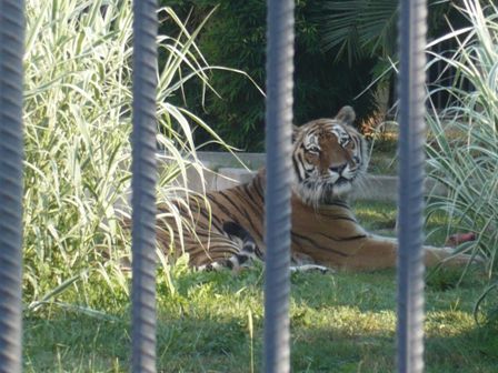 Sibirya Kaplanı&#039;na Denizci Desteği