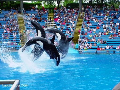 SeaWorld katil balina gösterilerine 2017 yılında son veriyor