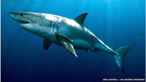 Büyük Beyazlar Uzun Ömürlü