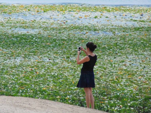 Abant Gölü'ne Nilüfer Tehdidi