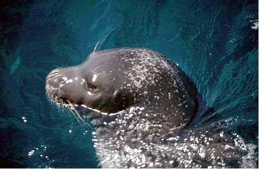 Akdeniz Foku İçin Uluslararası Birlik