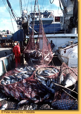 Afrika&#039;nın Balık Rezervi Hızla Azalıyor