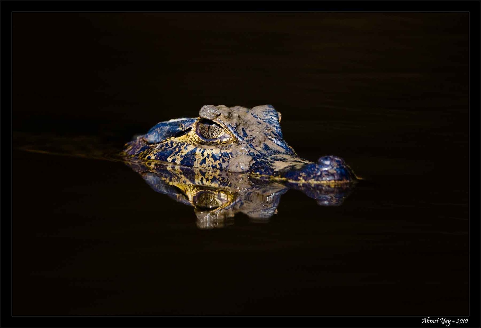 Sualtı yarışmasına Türkiye damgası