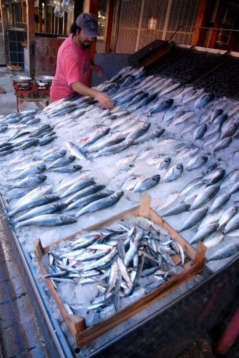 Akdeniz balıkçısının yüzünü Sardalya güldürdü