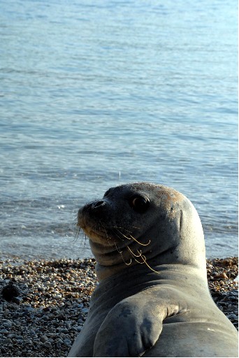 Badem&#039;den Sonra Fok &quot;Fıstık&quot;