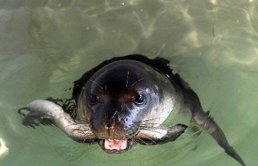 Akdeniz Foklarına Yakın Takip