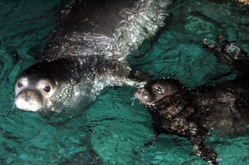 Mersin Sahillerinde Foklarla Kulaç