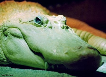 Akvaryumdan Timsah Çalındı