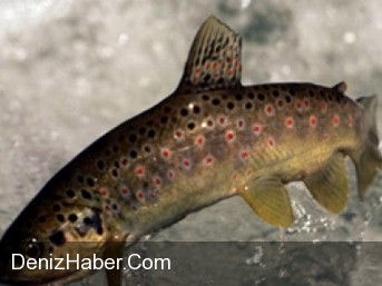 Türkiye Üretiyor, Avrupa Yiyor