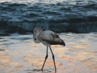 Alanya Sahilinde Flamingo Şaşkınlığı