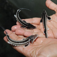 Altın Yumurtlayan Balık