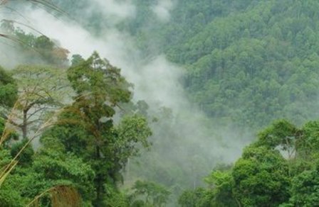 Amazon Ormanları Yok Ediliyor