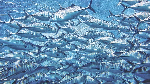 Amerikan Tonunu Taylandlı Kaptı