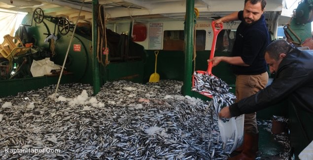 Canlı Hamsinin Torbası 5 Lira