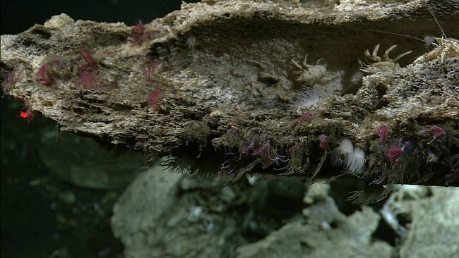 Dev Balinalar İle Beslenen Canlı Türü