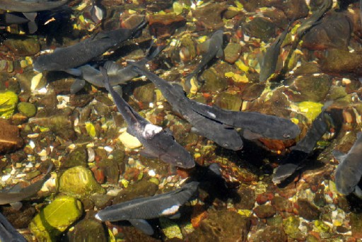 "Asker Balıklar" Turizme Açılacak