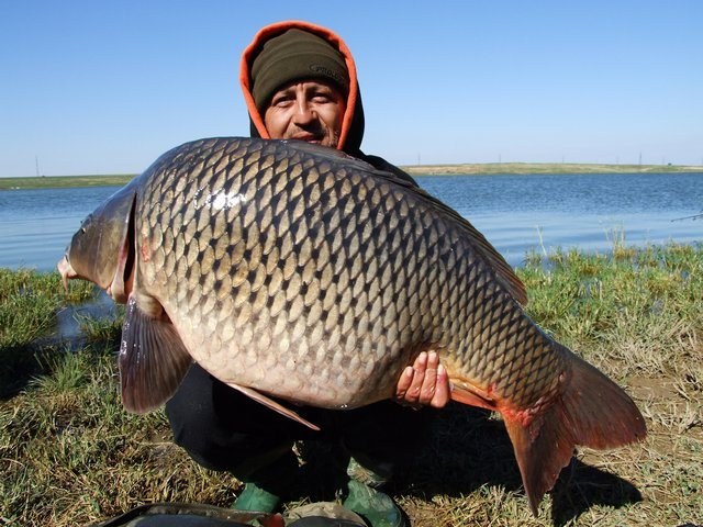 Bu Balıklar Adeta Uçuyor!