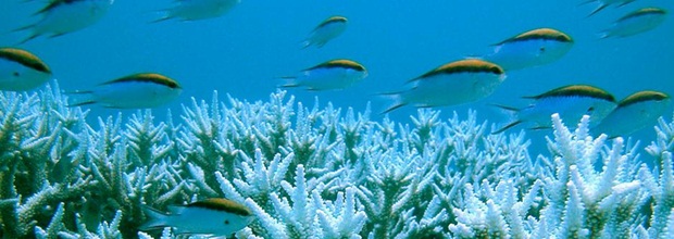 Okyanuslar Tehdit Altında