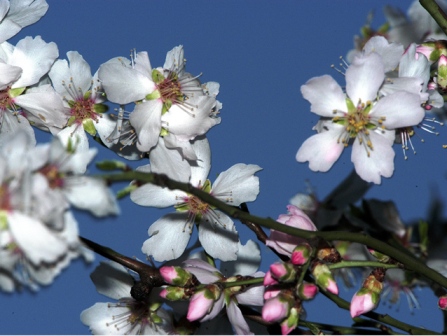 Doğu Soğuğa Teslim Batıda Bahar