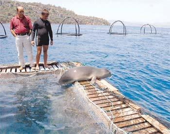 Fok Badem Özel Havuzda