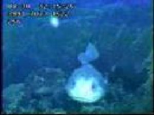 Balık Pulu Zırh Olacak