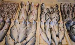 Avrupa'da Balık Pazarının Hakimi Türkiye