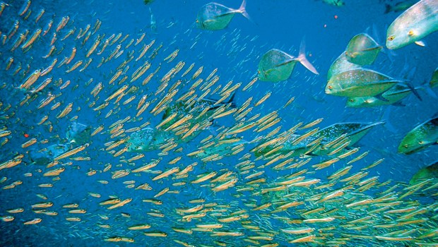 Balıklar İçin Göç Asansörü