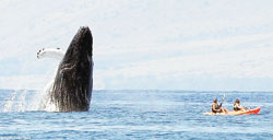 Kaplumbağa Beklediler Balina Çıktı