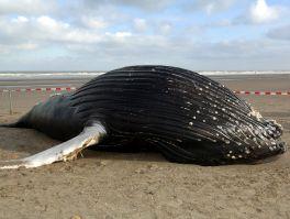 Senegal'de 20 Balina Kıyıya Vurdu