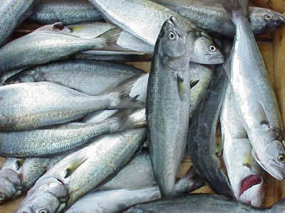 Balık Tüketiminde Çok Gerideyiz