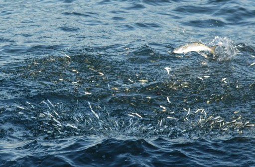 Balıkların Tek Avcısı İnsanlar Değil