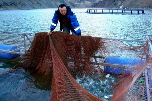 Gümüşhane'ye Barajdan Balık Hediyesi