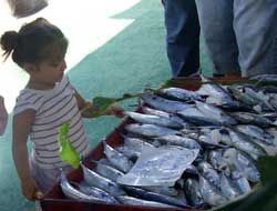 Denizlerimizde Balık Stokları Azalıyor