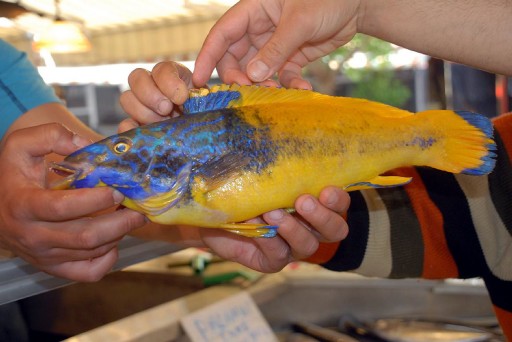 Sarı Lacivert Balık Yakalandı