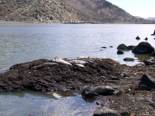 Gölde Balık Ölümleri Görüldü