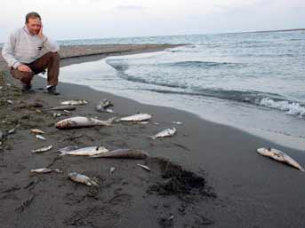 Milas&#039;ta Çiftliklerde Balık Ölümleri