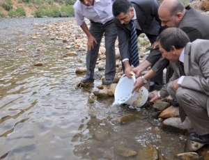 35 Bin Yavru Alabalık Munzur Çayı’na Bırakıldı